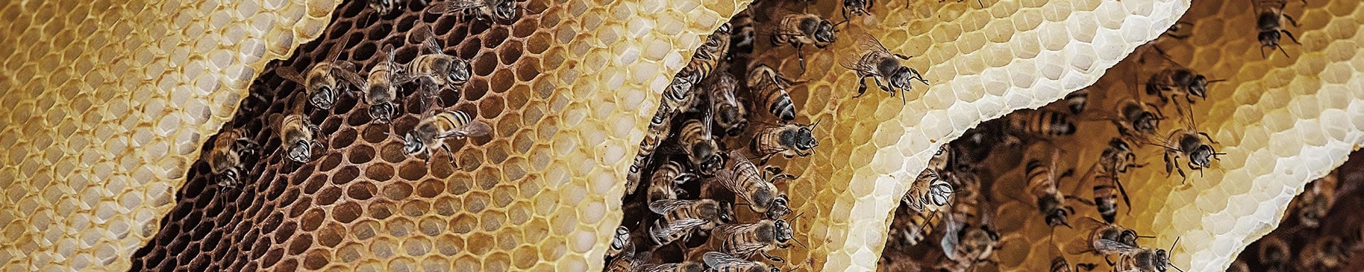 Bees working on honeycomb, symbolizing sustainability and teamwork