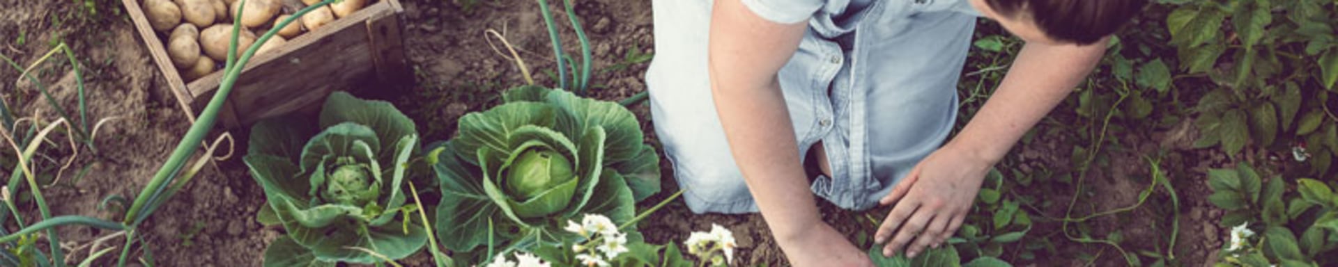 A woman harvesting fresh vegetables from a garden on a sunny day.