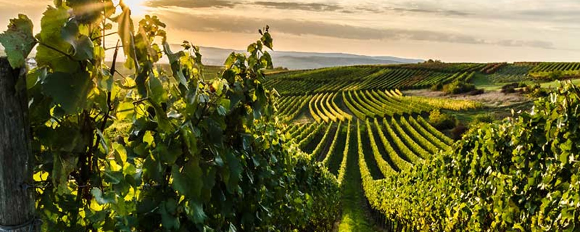 Reben eines Weinbergs