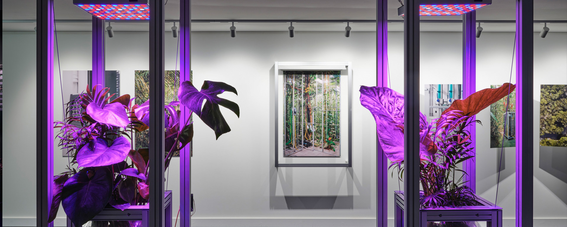Eine Kunstinstallation von Emidio Battipaglia mit violettem Licht.