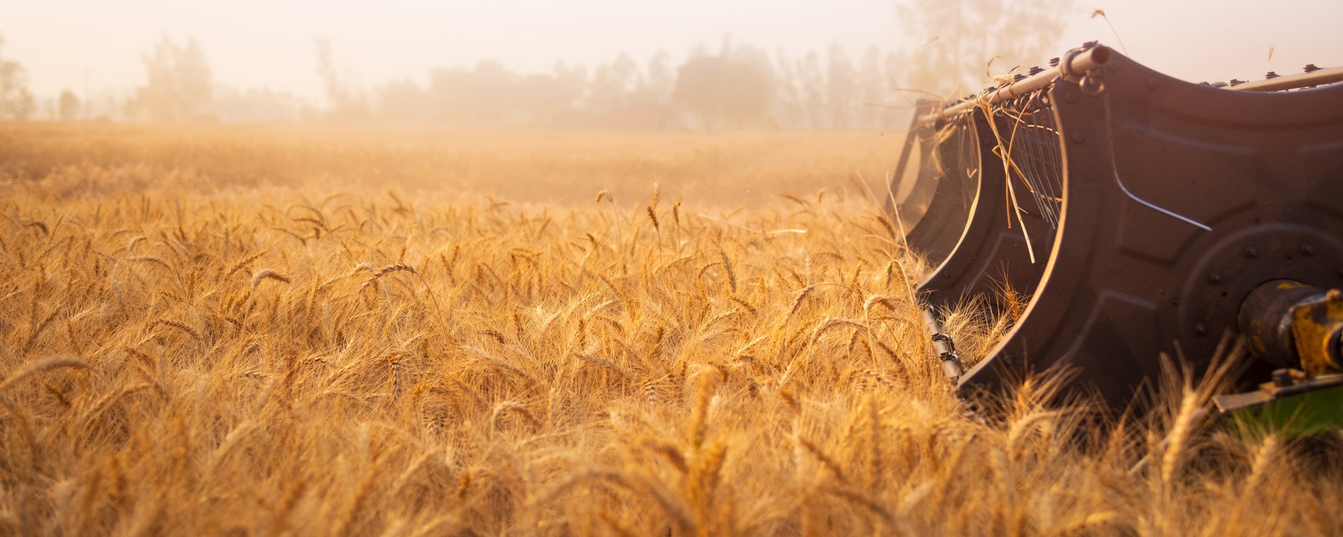 View of tractor bringing home returns from golden wheat fields