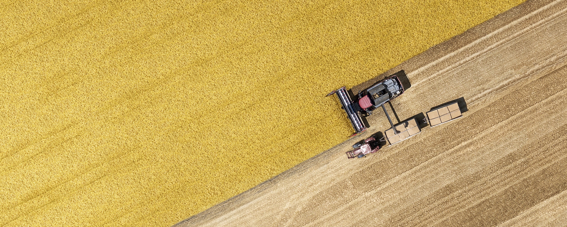 Aerial view of combine harvester and tractor harvesting golden wheat fields during agricultural production