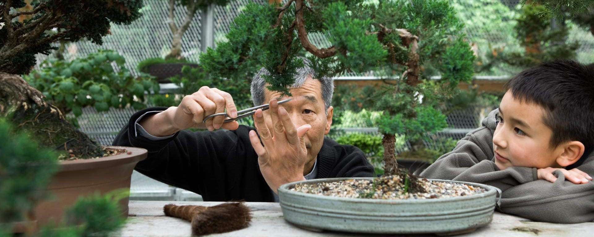 Older father teaching his son to care for a bonsai tree: image demonstrates that, in the context of "advance inheritance", knowledge should be passed on early