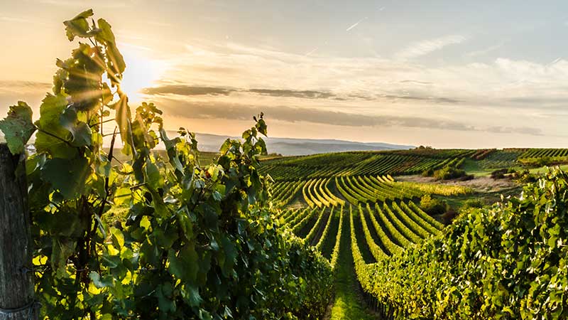 Reben eines Weinbergs 