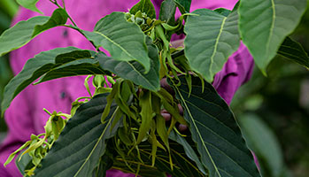 A colorful plant with green leaves.