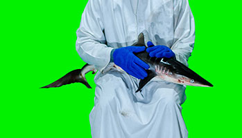 A man in a white robe holding a shark in his hands in front of a greenscreen.