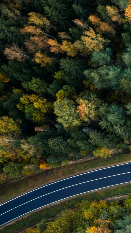 Narrow portrait sized tile with glimpse top-down on a forest with a road