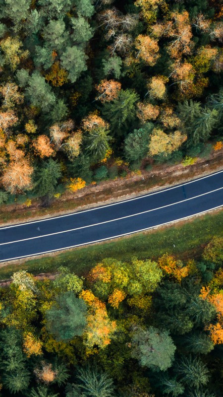 Narrow portrait sized tile with glimpse top-down on a forest with a road deeper into the forest