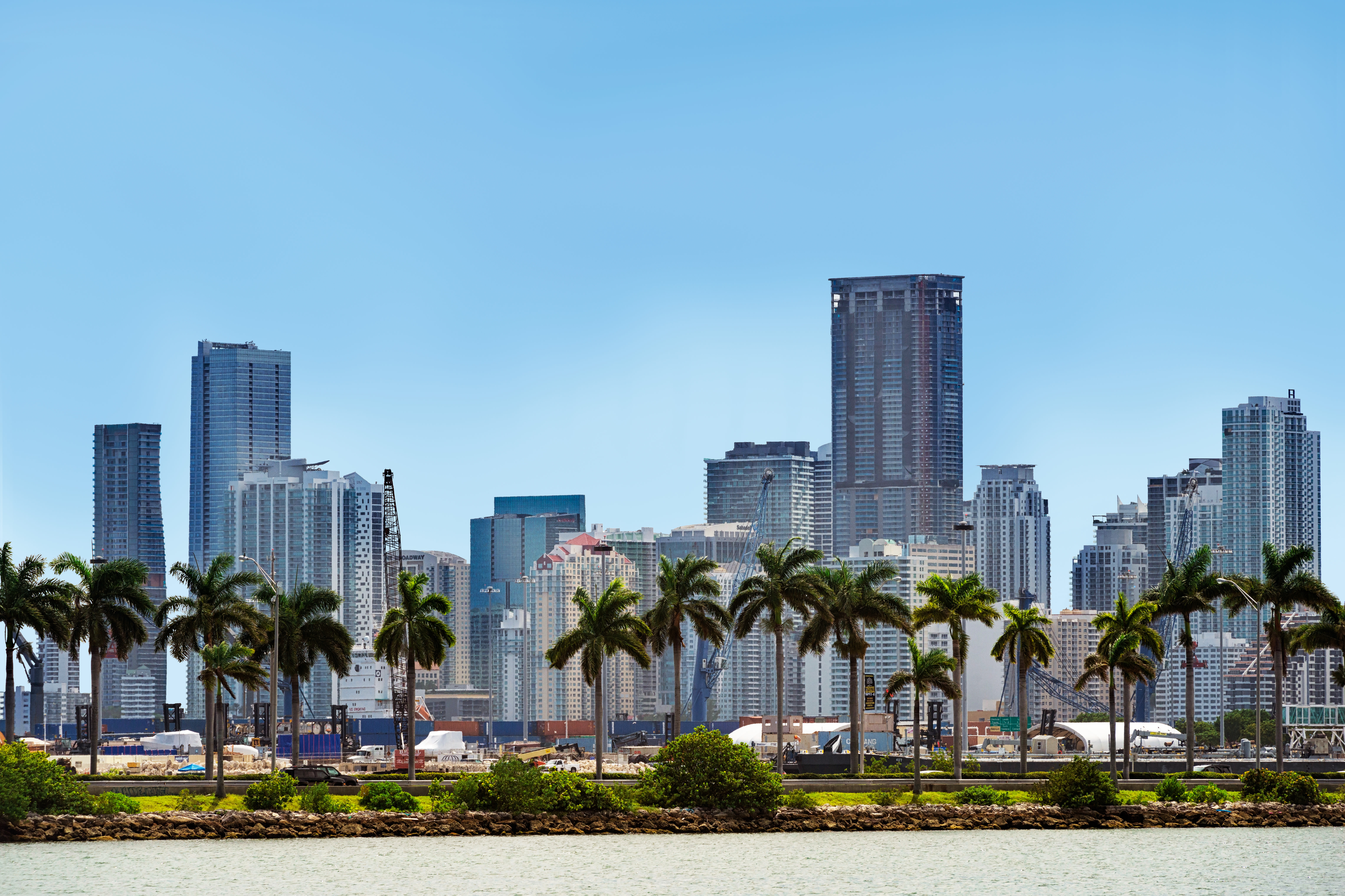 Skyline di Miami con palme in primo piano