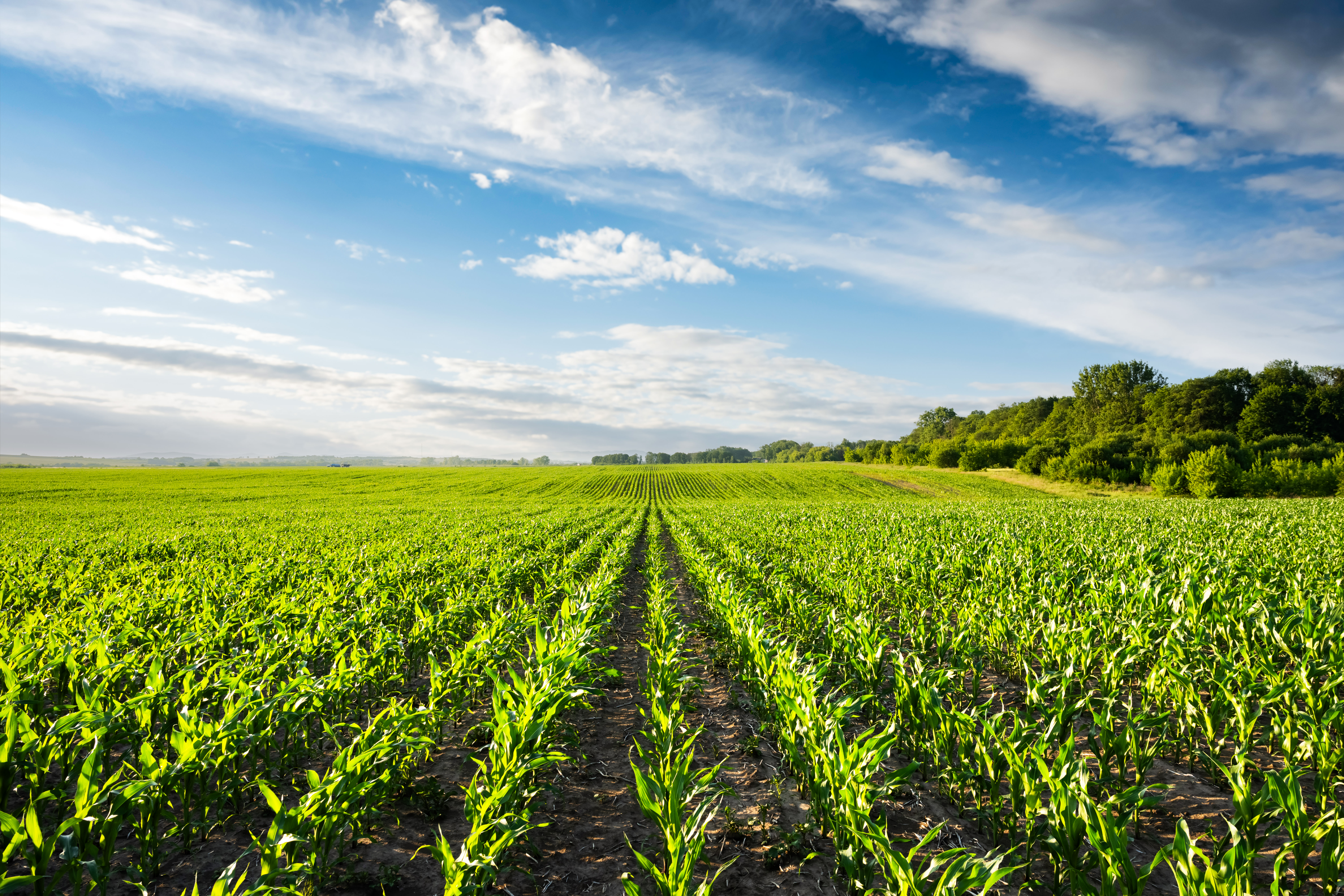 Junge grüne Pflanzenreihen auf fruchtbarem landwirtschaftlichem Feld unter blauem Himmel, Sinnbild für nachhaltige Landwirtschaft und langfristiges Wachstum