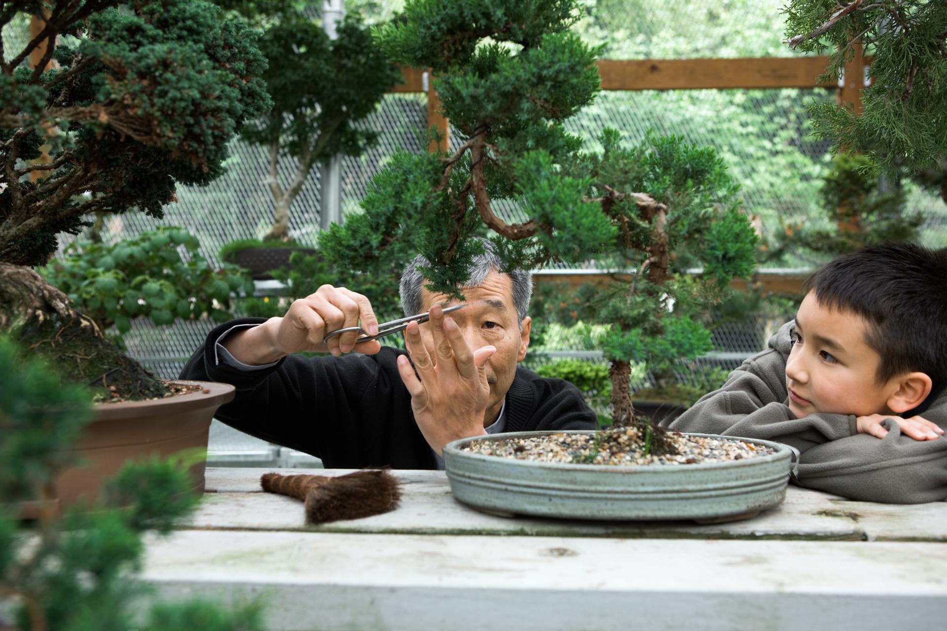 Older father teaching his son to care for a bonsai tree, illustrating that lifetime transfers to children may qualify as advance inheritances and should be addressed through proactive estate planning