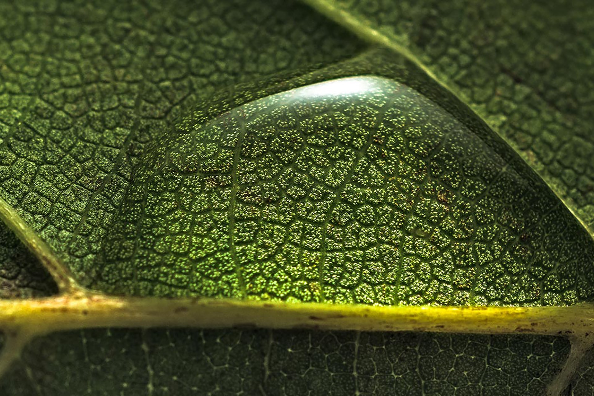 Eine Nahaufnahme von einem Wassertropfen auf einem grünen Blatt.
