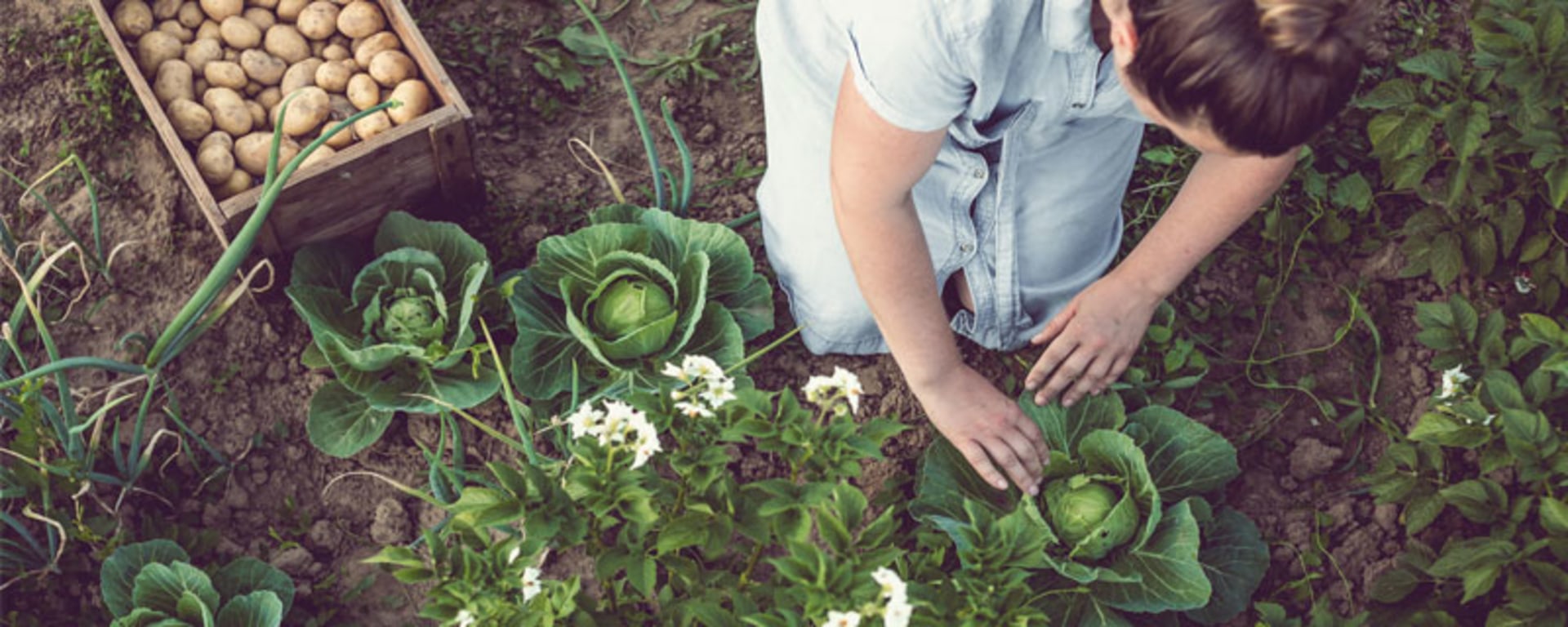 Eine Frau erntet an einem sonnigen Tag frisches Gemüse aus einem Garten.
