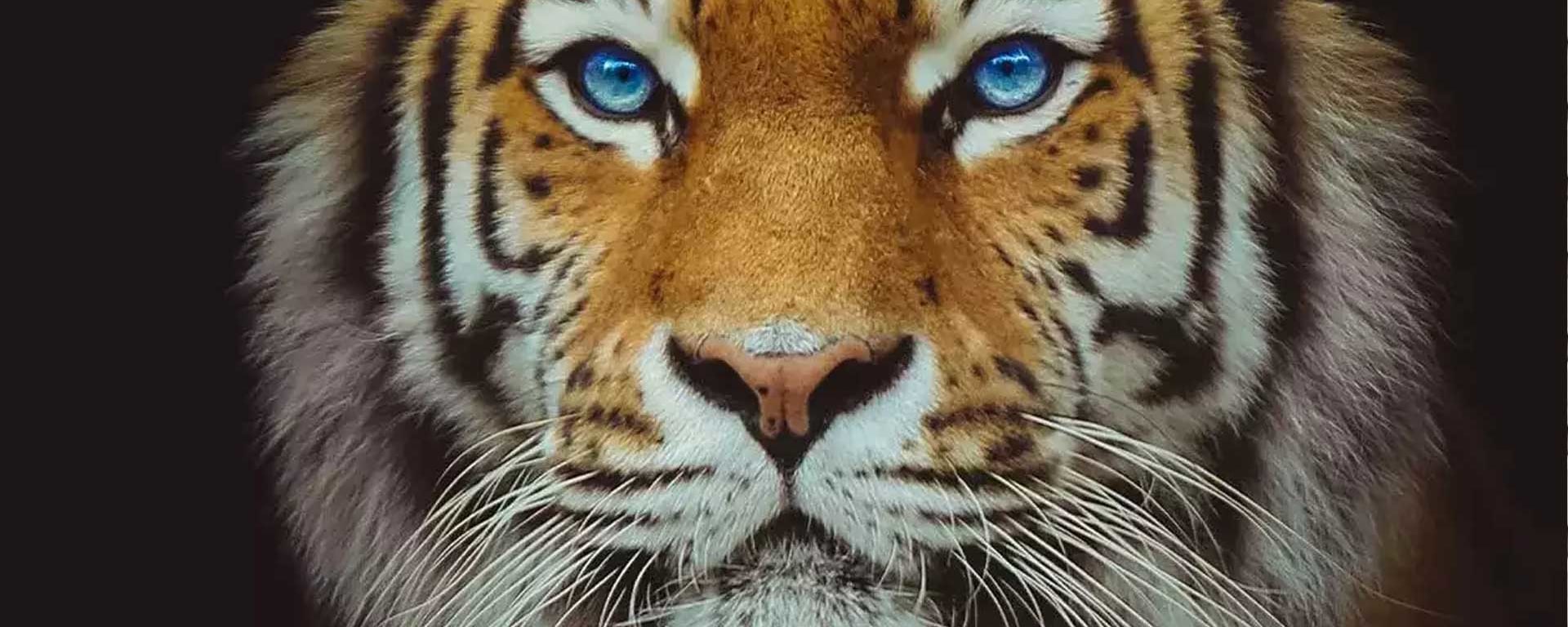 Un tigre symbolise deritrade - notre plateforme d’émission de produits structurés