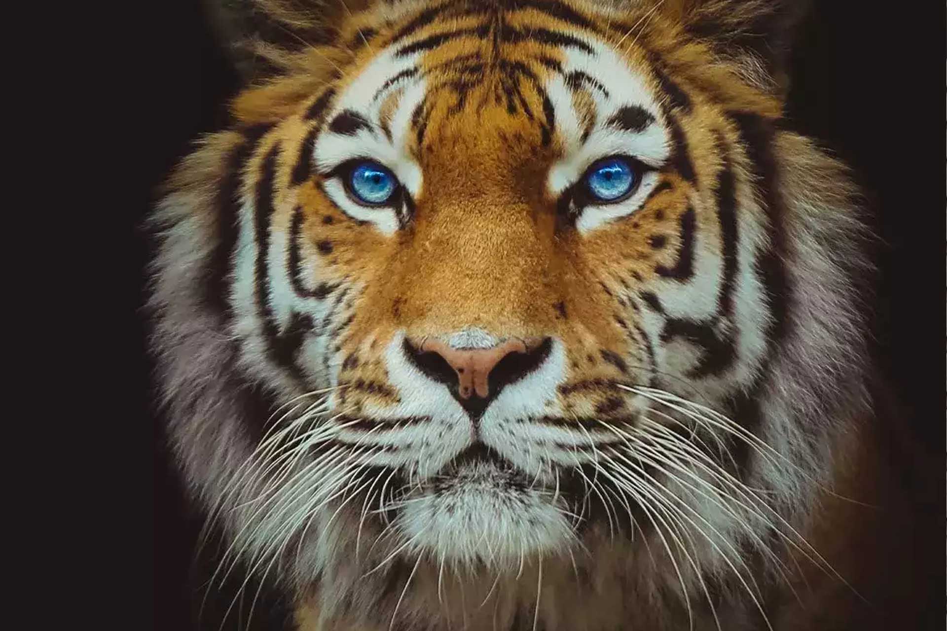Ein Tiger symbolisiert deritrade - unsere Emissionsplattform für strukturierte Produkte